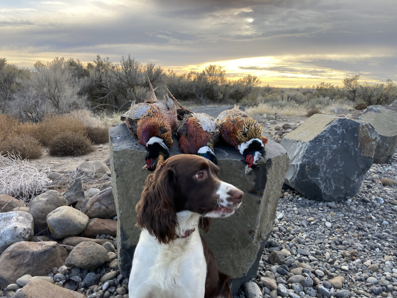 A hunting dog sits in front of three male pheasants draped over a rock
