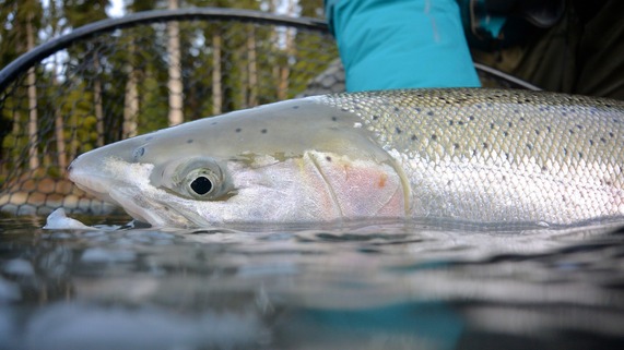 Wild steelhead held in water on coastal Washington river. Photo by Chase Gunnell.
