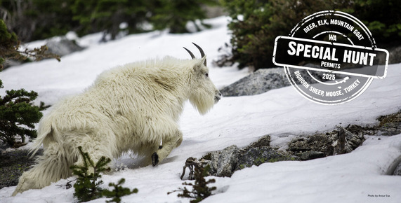 A mountain goat walks through snow