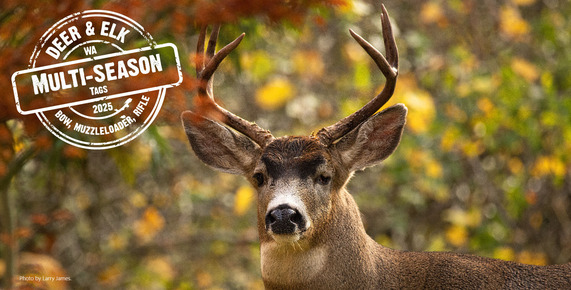 A buck looks toward the photographer; the 2025 Multi-season tag logo is in the upper left 