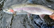 steelhead