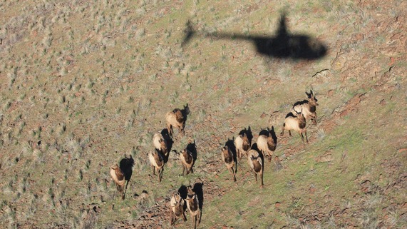Elk herd with shadow of a helicopter