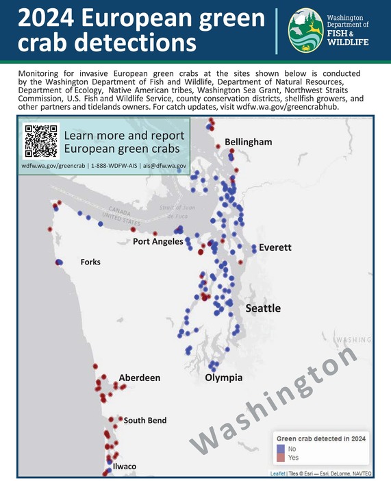 2024 European green crab detections map
