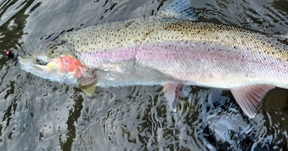 Wild steelhead on the fly