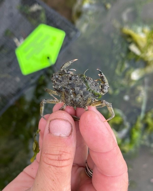 European green crab from Races Cove, May 2025
