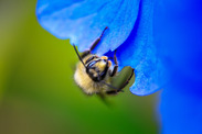 Bee on hydrangea