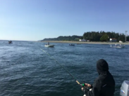 Salmon fishing 