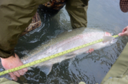 Coastal steelhead