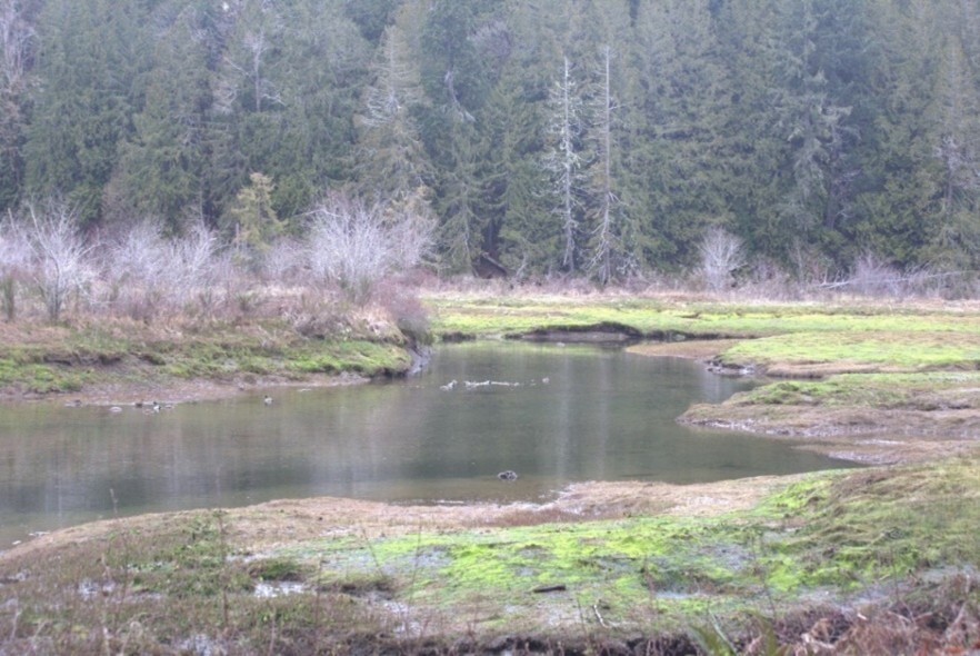 Estuary land with evergreens in background