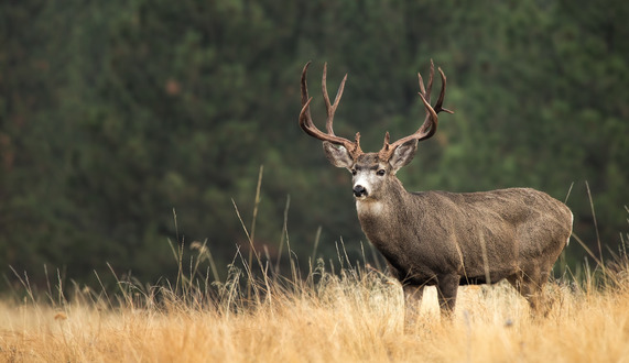 A mule deer buck stands in a field of dry grass