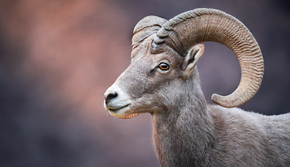 A juvenile ram California bighorn sheep