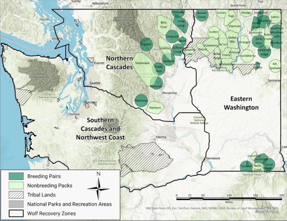 A map of wolf packs in Washington at the end of 2025.