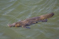 platypus swimming