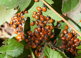 swarm of ladybugs on leaves
