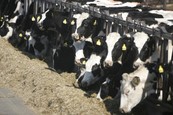 Dairy cows image
