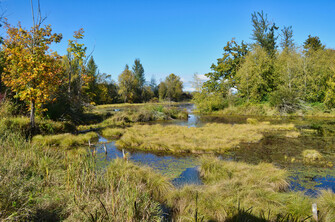 Wetland in Nisqually Delta, Washington