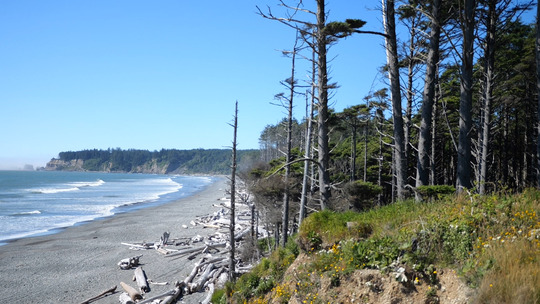 Quinault beach