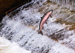 A leaping coho salmon in a stream.