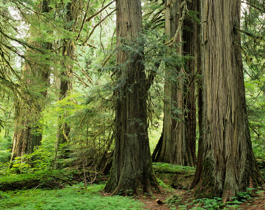 Western red cedar trees