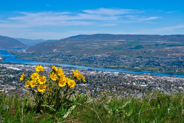 Wildflowers on a hill overlooking Wenatchee and the Columbia River