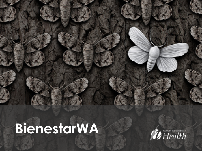 Un grupo de polillas grises y una polilla blanca brillante en el lado derecho de la imagen.