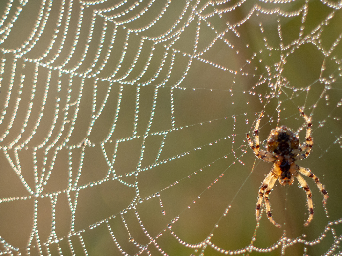 Spider in a web