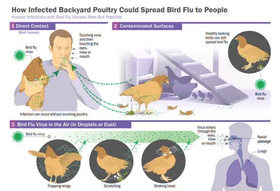 How Bird Flu Spreads