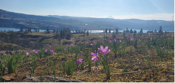 Grass widows blooming at the Catherine Creek hiking area near Bingen in southwest WA.