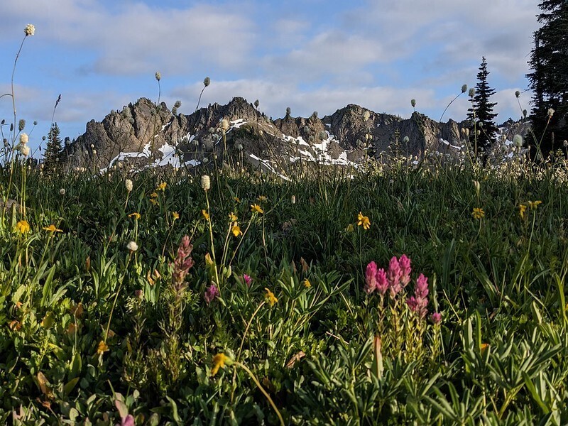 Photo of wildflowers on the Olympic Peninsula near Lake of the Angels. 