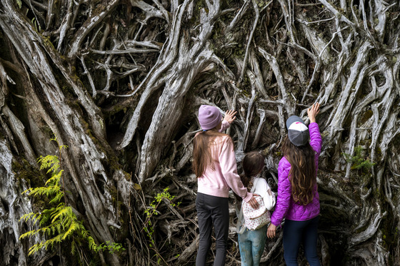 Family looking at roots of large tree