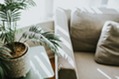 Plant by sofa set