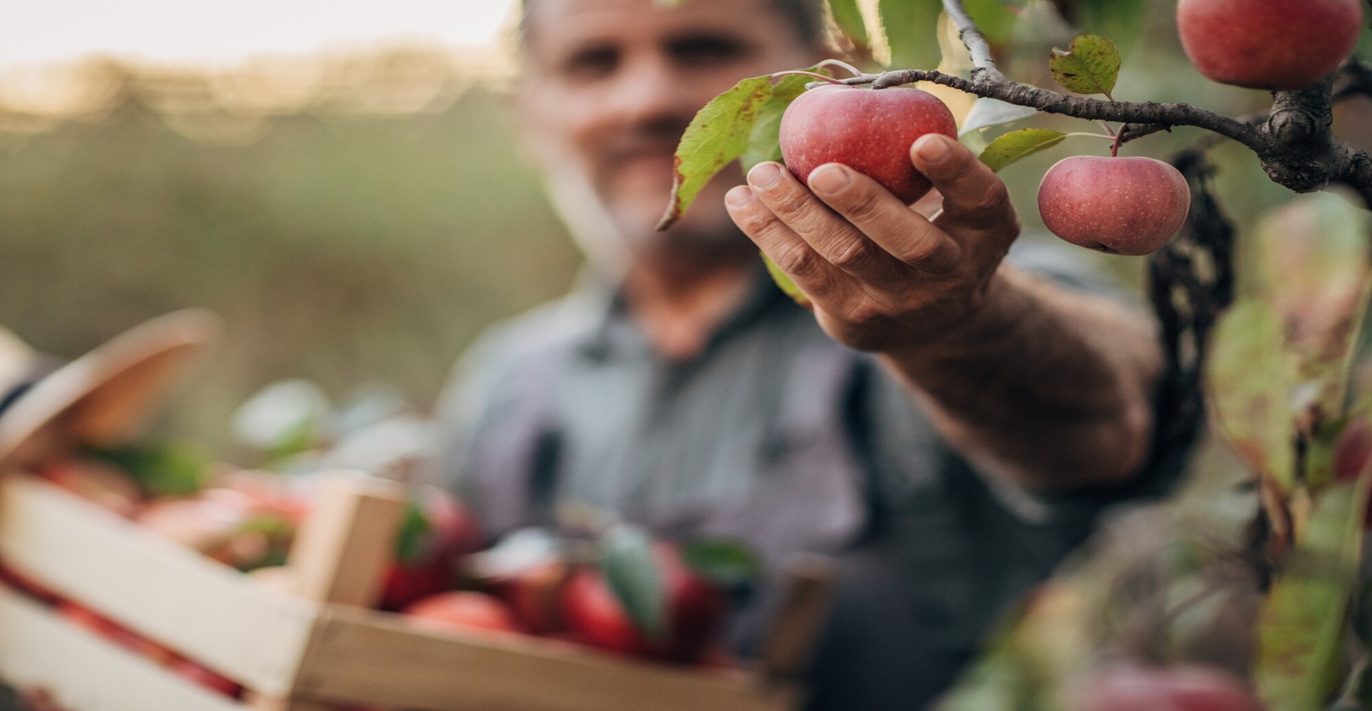 Focused image of fruit being picked.