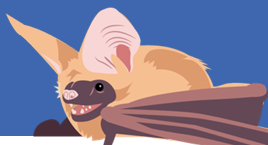 Image of a bat. Bats can carry rabies.