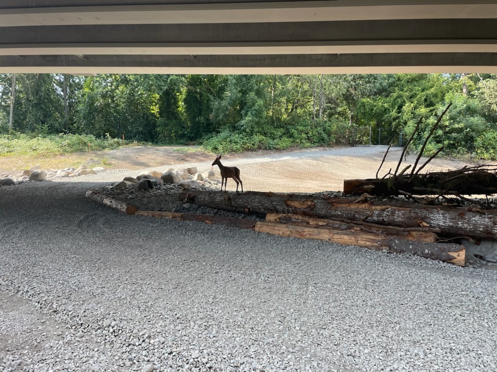 Photo shows paved trail under bridge with logs and foliage on the side and a deer in the background