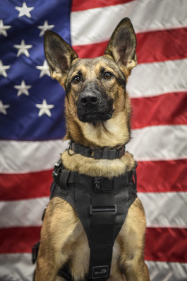 Belgian Malinois Shepherd mix in a black harness in front of an American flag