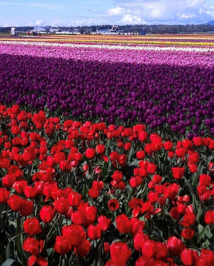 A field of different covered tulips on a sunny day.