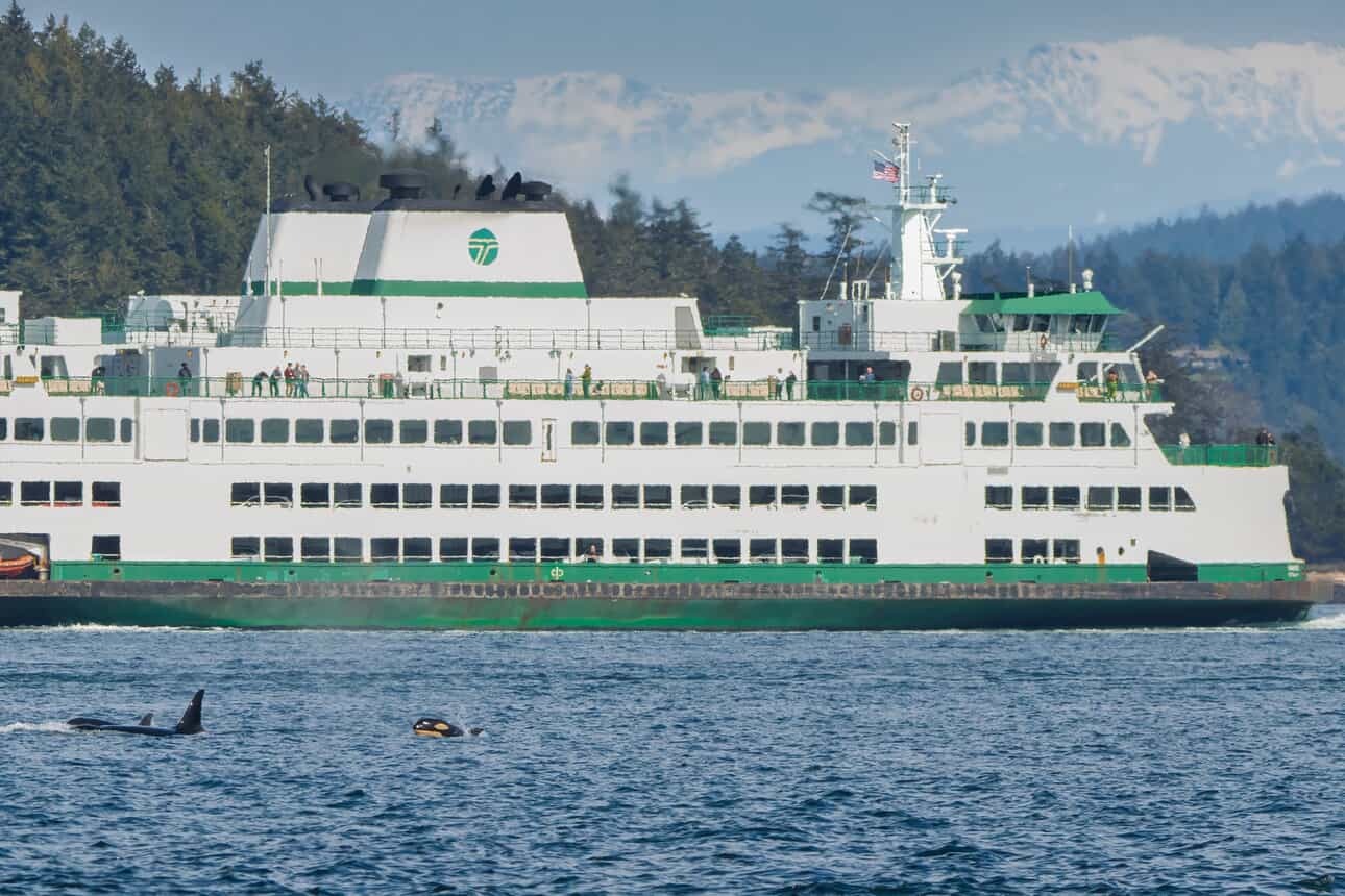 White ferry with green trim and multiple orcas in the water, with mountains and forests in the background.