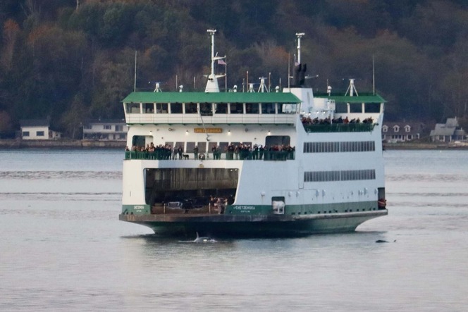 Ferry carrying passengers with two whales seen nearby against a backdrop of forested hills and distant houses.