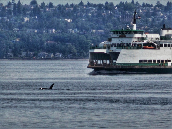 The ferry Sealth on the water with an orca's dorsal fin visible in the foreground and a residential hillside in the background.