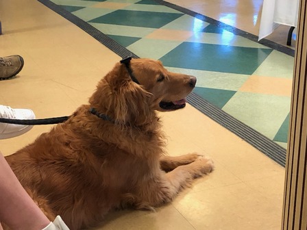 Golden Retriever lying on the checkered tile floor of a ferry's indoor passenger cabin with a leash.