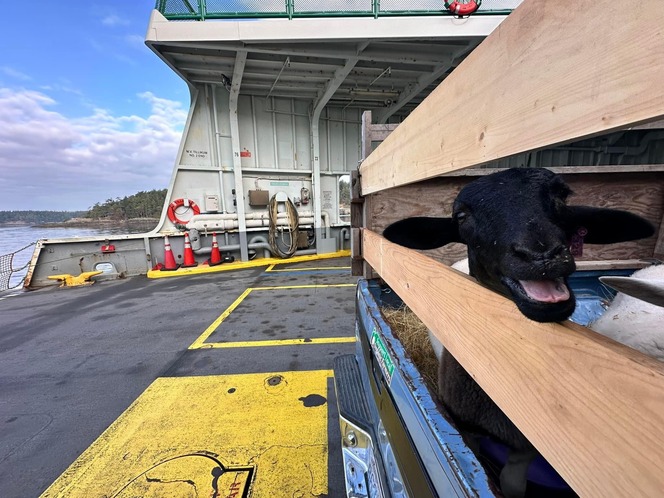 A sheep looks out from a truck's bed on a ferry, surrounded by wooden planks, with trees and cloudy sky in the background.