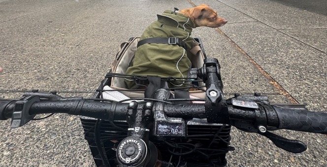dog in bike basket
