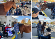 november-spokane-rosie-the-horse-visit