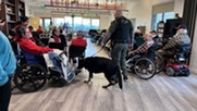 K-9 Veterans Day is celebrated annually on March 13th