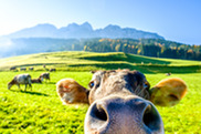 Cow looks at camera, as if taking a selfie. Other cows are grazing in the field on a nice sunny day