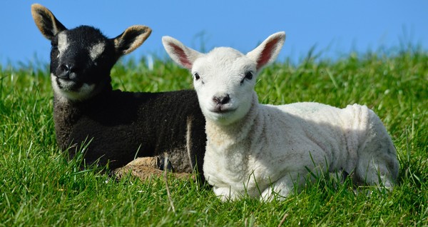 Photo of two lambs by Hes Mundt @ Unsplash