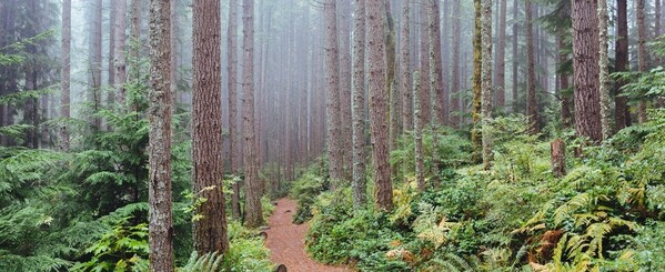 Tiger Mountain Trail winds through a dense, green, forest blanketed in fog.