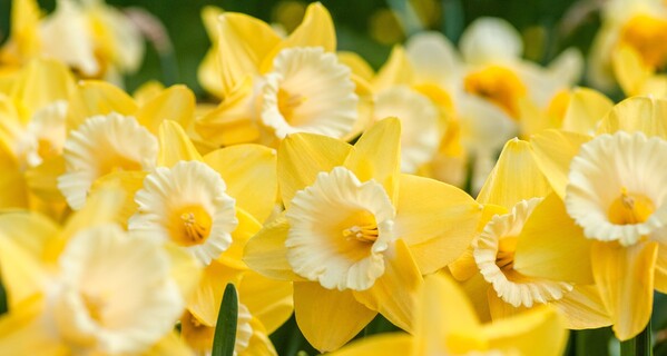 Daffodils by Yoksel 🌿 Zok on Unsplash.