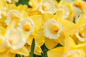 Daffodils by Yoksel Zok on Unsplash 