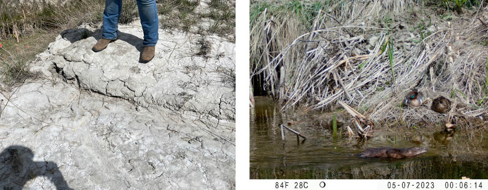 Soil erosion and muskrat in Foster Creek